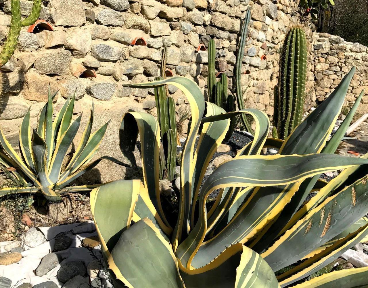 ホテル Casa Ilicia Eus エクステリア 写真
